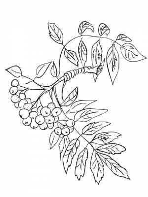 Раскраска Ветка рябины   в формате