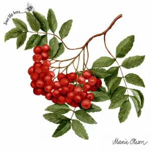 Ветка рябины летняя