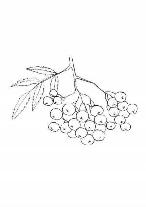 Легкий рисунок рябины