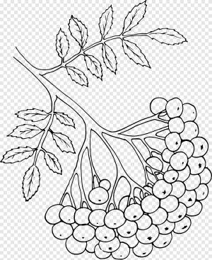 гроздь рябины png