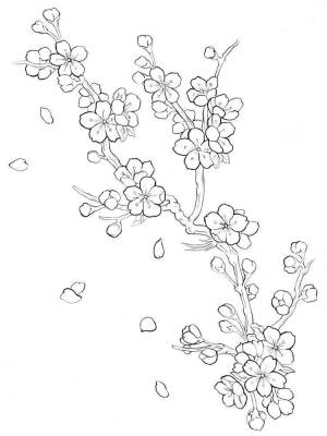 Раскраски Сакура