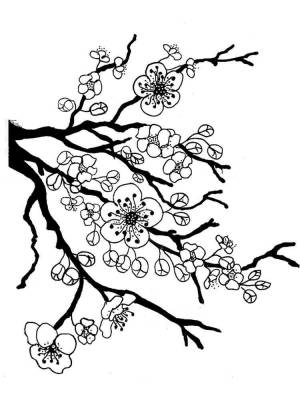 Раскраски Сакура