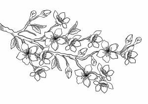 DataLife Engine > Версия для печати > Раскраски сакура и птицы