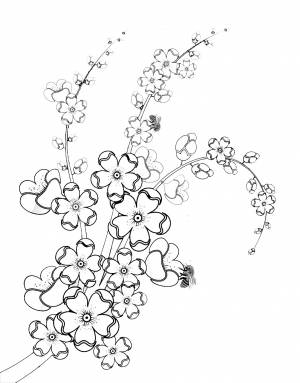 Сакура раскраска