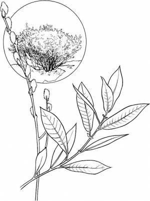 Раскраска Ива