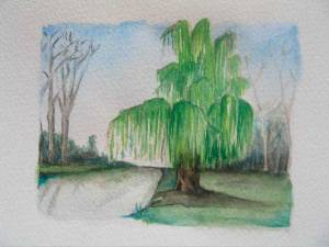 Как нарисовать дерево ива