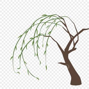 Зеленые ивы PNG , ива, деревья, растение PNG картинки и пнг PSD рисунок для й загрузки