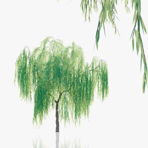 3D модель Плакучая ива