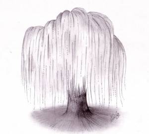 Weeping Willow tree