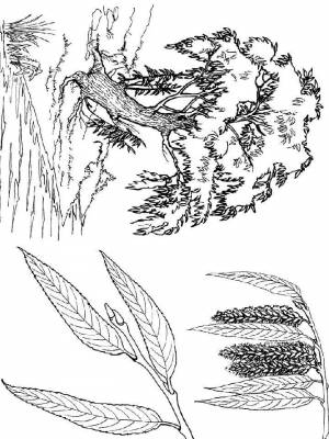 Раскраска Ива  для мальчиков