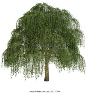 Willow Tree Isolated On White Background