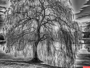 Ива раскраска