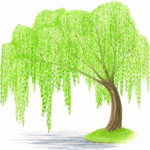 Ивушка дерево