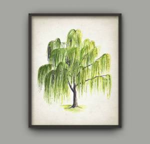Ива дерево рисунок