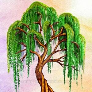Ива дерево рисунок