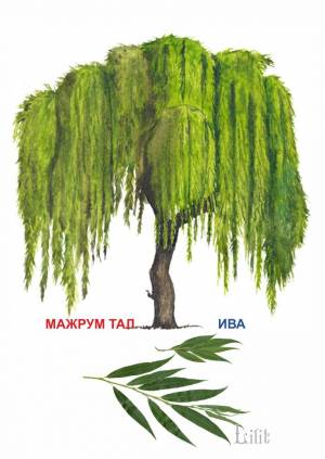 Дерево плакучая ива