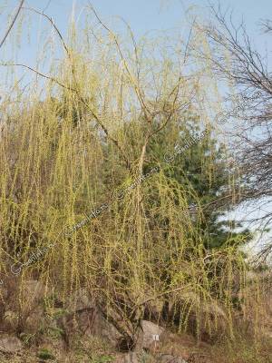 Ива вавилонская