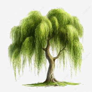 ива Png плакучая ива изолированная PNG , эко, рост, большой PNG рисунок для й загрузки