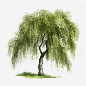 ива Png плакучая ива изолированная PNG , эко, рост, большой PNG рисунок для й загрузки