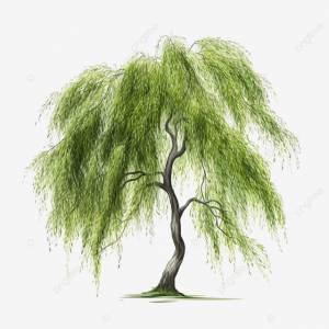ива Png плакучая ива изолированная PNG , эко, рост, большой PNG рисунок для й загрузки