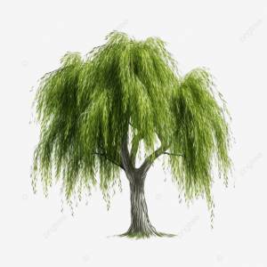 ива Png плакучая ива изолированная PNG , эко, рост, большой PNG рисунок для й загрузки