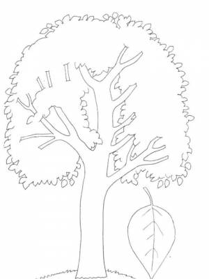 Раскраска Осина   в формате