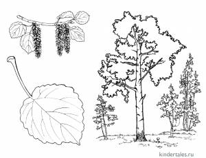 Осина» раскраска для детей