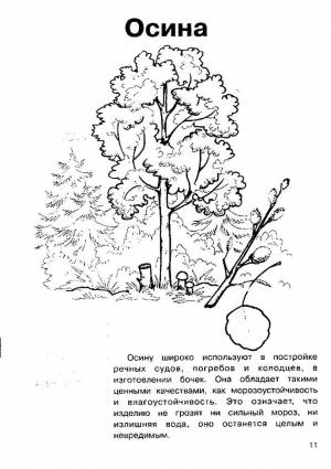 Раскраска Осина