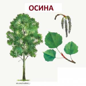 Раскраска осина