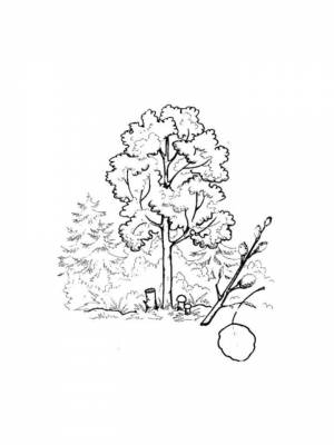 Раскраска Осина картинка на листе  для девочек