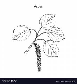 Рисунок осина для детей карандашом