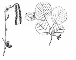 Рисунок осина для детей карандашом