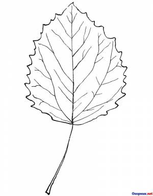 Лист осины раскраска