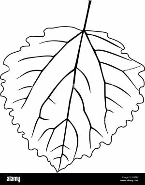 Лист осины рисунок