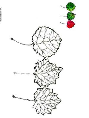 Раскраска Осина