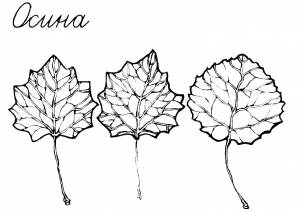 Раскраска осиновые листья