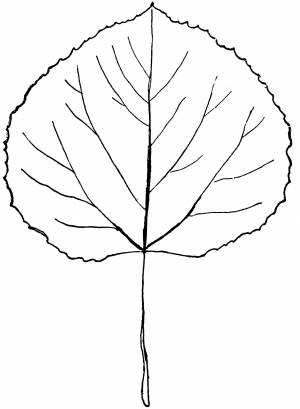 Осиновый лист рисунок