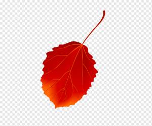 Европейская осина кленовый лист, лист, лист, кленовый лист, апельсин png