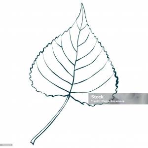 Осенние листья осины