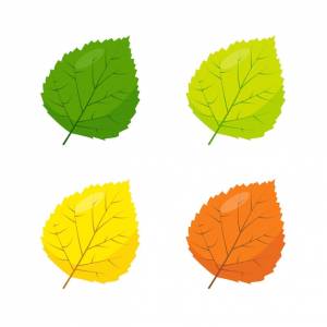 Зеленый желтый и коричневый тополь betula  листья осины значки