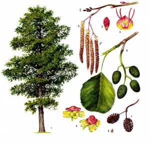 Никчемное дерево