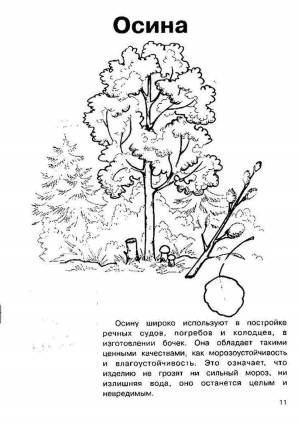 Раскраски, раскраска осина