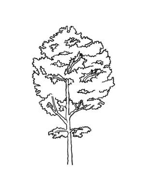 Раскраска Осина