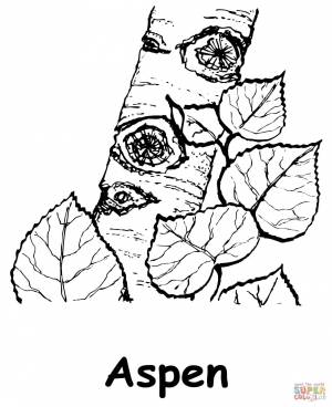 Раскраска Осина