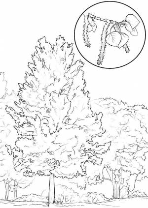 Раскраска Осина