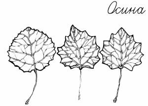 Раскраска Осина