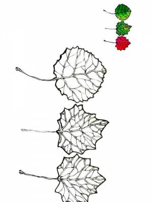 Раскраска Осина   в формате