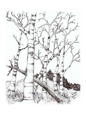 Раскраски Берёза