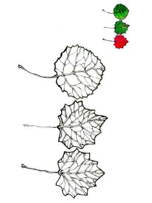 Раскраски Осина