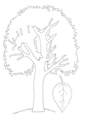 Раскраски Осина